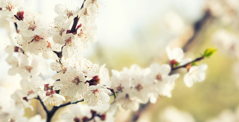 Springtime sunny day, blooming white flowers fruit tree branch. Soft light natural freshness spring nature blossoming landscape. shallow depth of field,