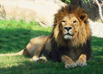 Fototapeta na wymiar Majestic lion sitting expectantly to the dangers