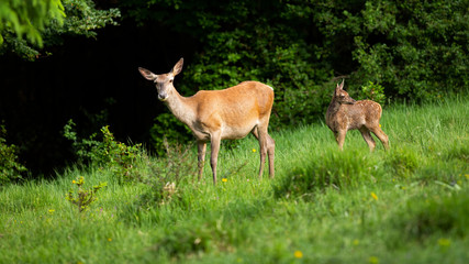 Cute red deer, cervus elaphus, family with female and calf standing on green meadow. Adorable animal mother in proximity of its young in nature with copy space.
