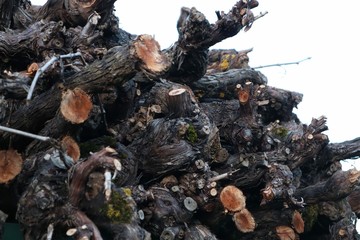 Geschnittene Rebst&ouml;cke gestapelt