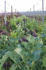 Weinberg mit Unkraut zugewuchert