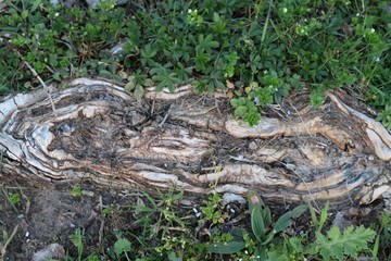 Wurzel umringt von Unkraut