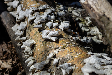 The remains of old mushrooms dry in the spring sunshine on the forest floor in Kettle Moraine State Forest near Parnell Tower