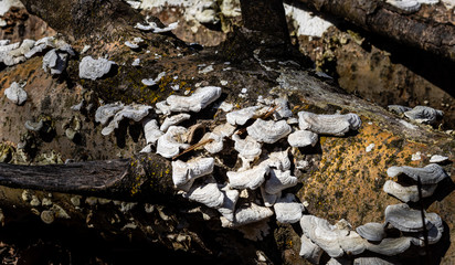 The remains of old mushrooms dry in the spring sunshine on the forest floor in Kettle Moraine State Forest near Parnell Tower