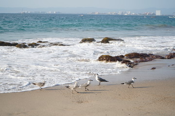 Fototapeta na wymiar Gaviotas andando en la playa con una vista maravillosa del mar y la ciudad.