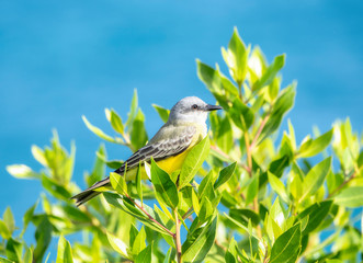 Tropical Kingbird (Tyrannus melancholicus) Perched on Vegetation in Mita, Nayarit, Mexico