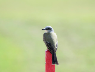 Tropical Kingbird (Tyrannus melancholicus) Perched on a Red Post in Punta Mita, Nayarit, Mexico