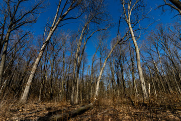 Bare trees awaiting the arrival of spring in the Wisconsin woods near Parnell Tower in Kettle Moraine State Forest