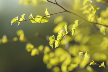 Young tree leaf and bud. New spring foliage appearing on branches. Tree or bush releasing buds. Seasonal forest background.