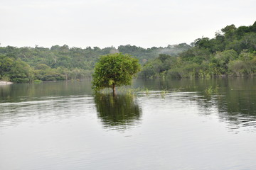 tree in water in a tributary of the Amazon in Brazil