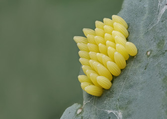 Eier auf einem Blatt von Großer Kohlweißling, Pieris brassicae