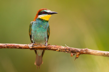 Surprised european bee-eater, merops apiaster, sitting in summertime from front view with copy space . Wild animal with yellow feathers and red eye on twig in nature.