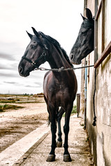 Fototapeta premium Beautiful horses, animals, pasture, stables