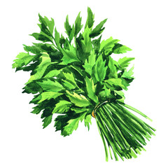 Fototapeta premium Fresh green parsley bunch, healthy herb, food ingredient concept, isolated, hand drawn watercolor illustration on white background