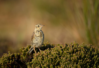 Correndera Pipit perched on a shrub