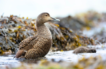 Close-up of a female common eider in water