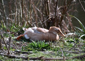 Dzikie gesi w miejskim parku © Iwona