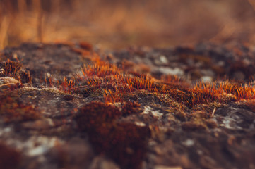 Moss at sunset on a concrete structure