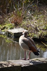 Dzikie gesi w miejskim parku © Iwona