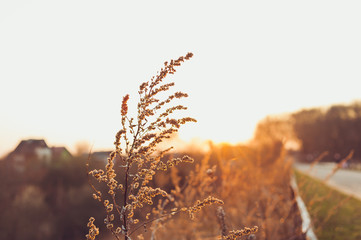 Dry forest with vegetation in early spring