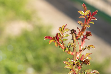 Arousal of the rose bush in early spring on a sunny day
