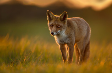 Close up of a Red fox at sunset