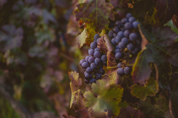 vineyards