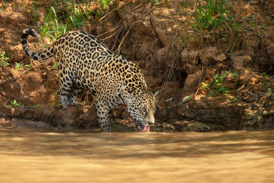 Jaguar drinking water on a river bank