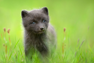 Cute Arctic fox cub in the meadow