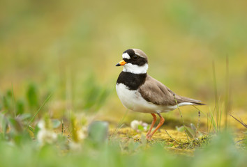 Close up of a Ringed plover in grass