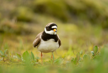 Close up of a Ringed plover in grass