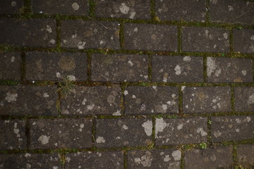 Pflasterstein mit Moos