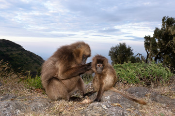 Close up of a mother Gelada monkey grooming baby