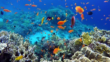 Underwater life in the ocean. Tropical fish.   
