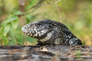 Close up of a  Black and White Tegu
