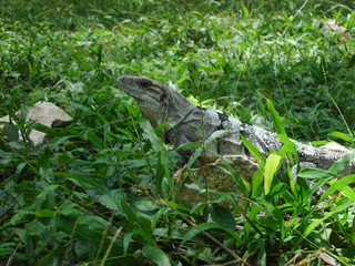 Portrait of a brown iguana on the grass