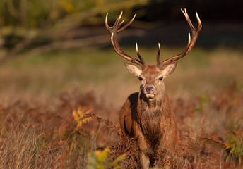 Close up of a Red deer stag in autumn