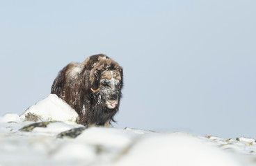 Musk Ox standing in snow in winter