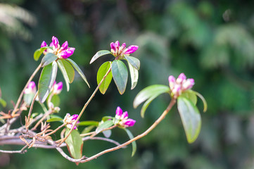 Obraz premium The first spring flowers on deoyeva and bushes, blooming buds, partial blur, awakening of nature, copyspace for text