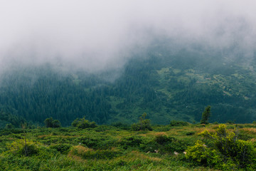 Fototapeta premium authentic, beautiful, building, carpathian, carpathian mountains, clouds, cloudy, cloudy sky, colorful, country, country side, countryside, destination, environment, europe, farm, field, forest, grass
