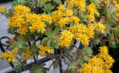 Beautiful yellow flower in the garden