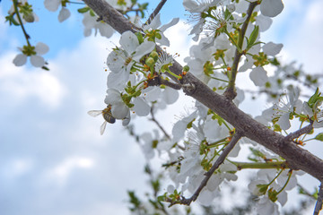 Near plan shot of a beautiful spring branch