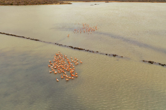Aerial photos of  the Flamingos in Curaçao