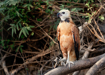 Black-collared hawk perched on a tree branch