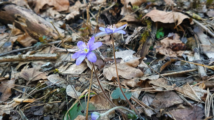 small blue flower in natural enviroment