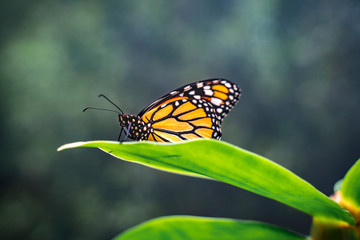 photo Macro beautiful Butterfly in Nature in flowers