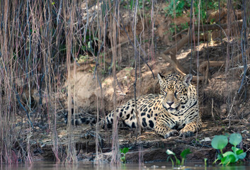 Jaguar lying on a river bank under tree branches