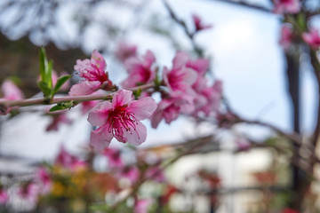 Near plan shot of a beautiful spring branch