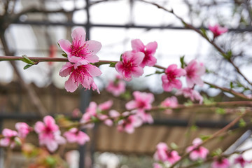 Near plan shot of a beautiful spring branch