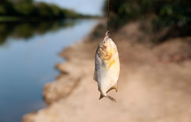 Closeup of a piranha caught in Pantanal, Brazil.